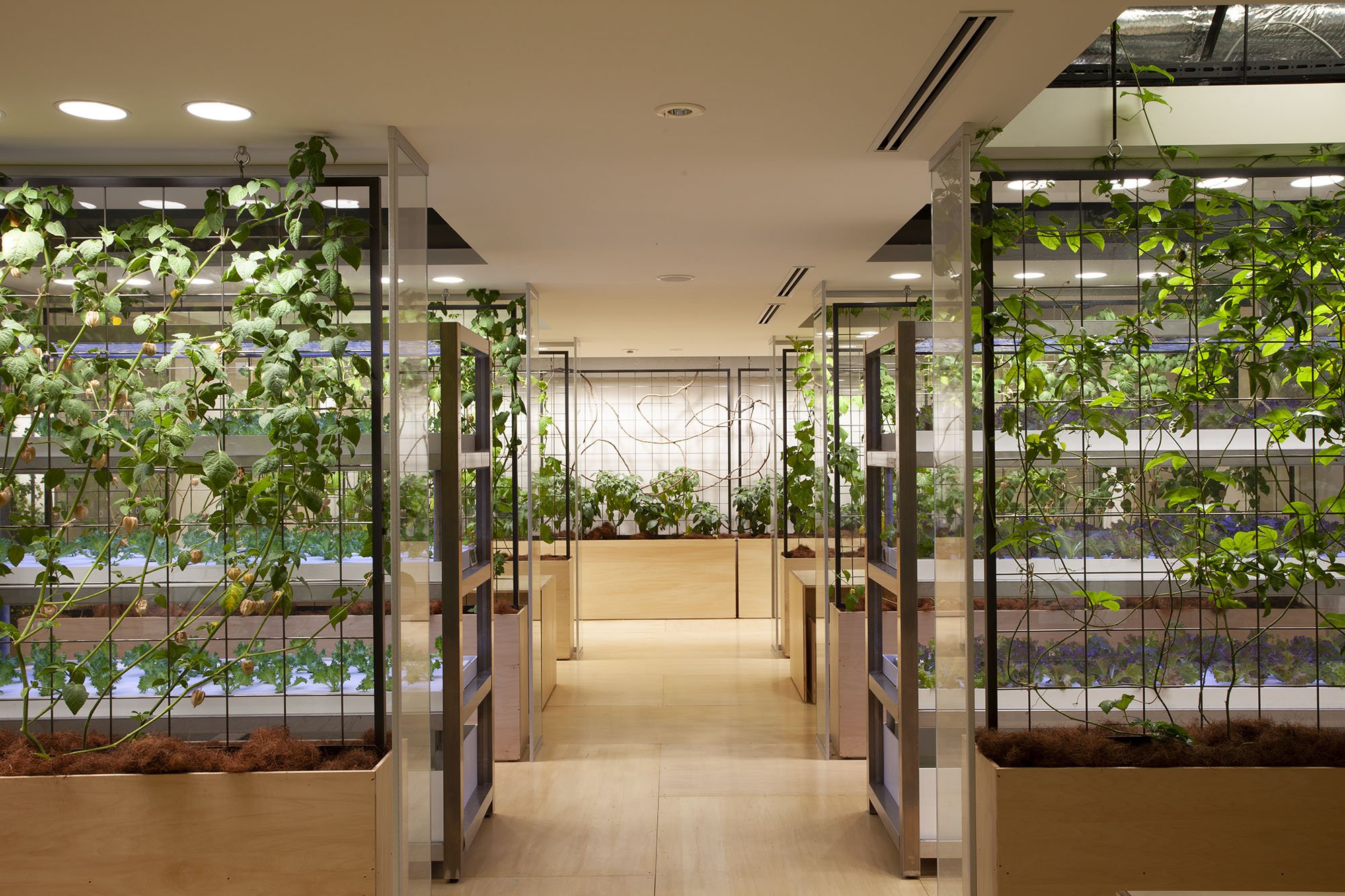 Pasona Urban Farm em Tóquio, Japão – Projeto inovador que integra a natureza no ambiente de trabalho para promover sustentabilidade e saúde